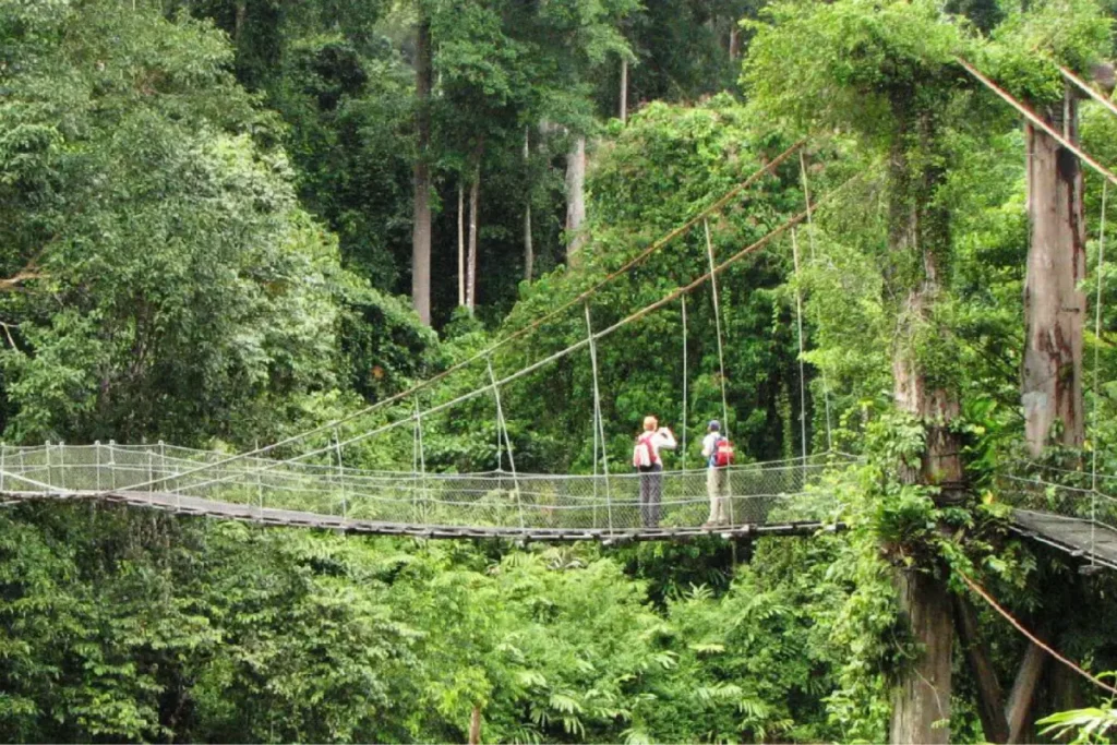 featured img going wild in sabah 2x