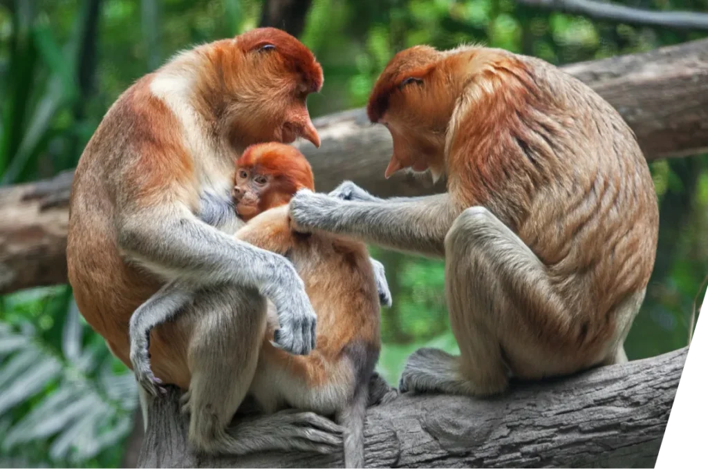 img animal welfare 2x